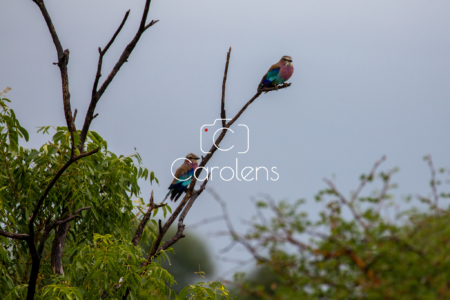 Vogels in Zuid-Afrika