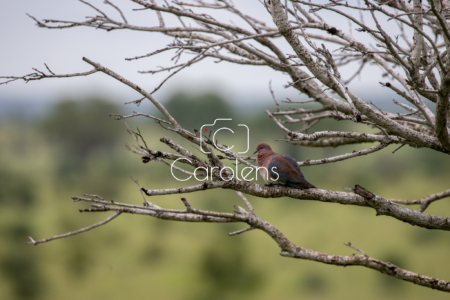 Vogels in Zuid-Afrika
