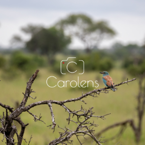 Vogels in Zuid-Afrika