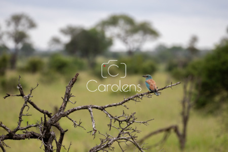 Vogels in Zuid-Afrika