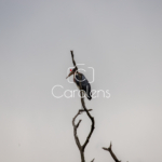 Vogels in Zuid-Afrika