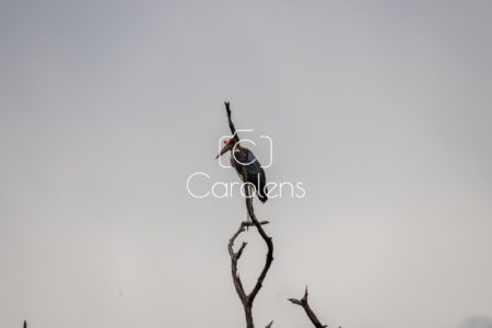 Vogels in Zuid-Afrika