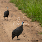 Vogels in Zuid-Afrika