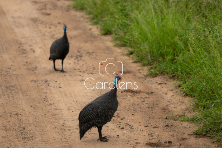 Vogels in Zuid-Afrika