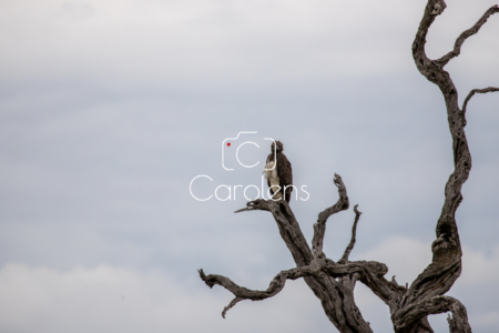 Vogels in Zuid-Afrika