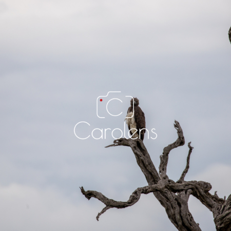 Vogels in Zuid-Afrika