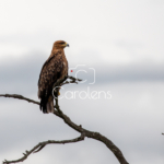 Vogels in Zuid-Afrika