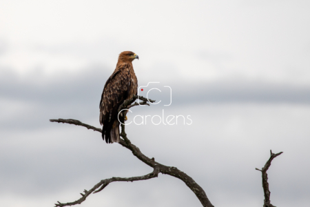 Vogels in Zuid-Afrika