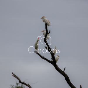 Vogels in Zuid-Afrika