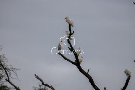 Vogels in Zuid-Afrika