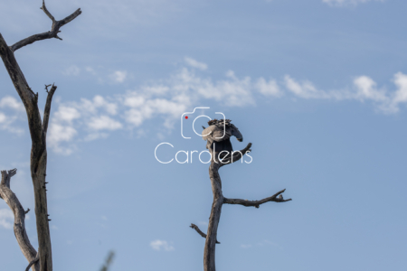 Vogels in Zuid-Afrika