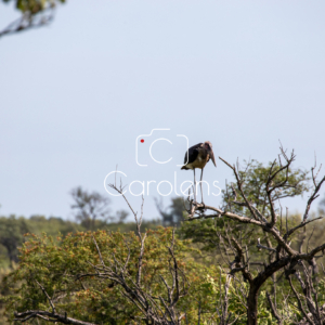 Vogels in Zuid-Afrika