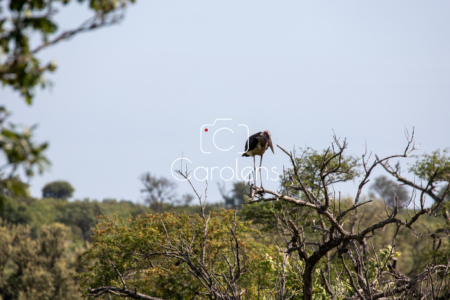 Vogels in Zuid-Afrika