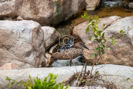 Vogels in Zuid-Afrika