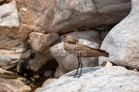 Vogels in Zuid-Afrika