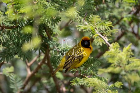 Vogels in Zuid-Afrika