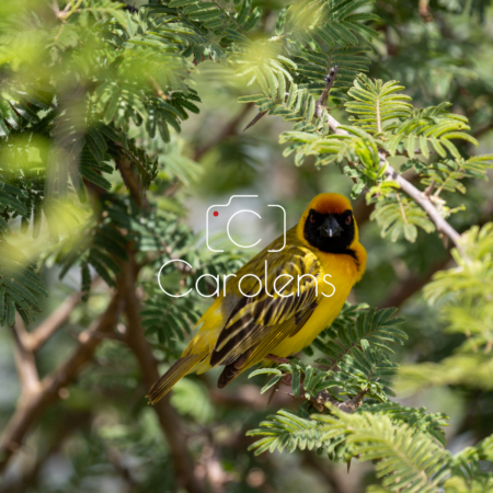 Vogels in Zuid-Afrika