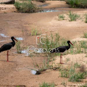 Vogels in Zuid-Afrika