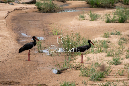 Vogels in Zuid-Afrika