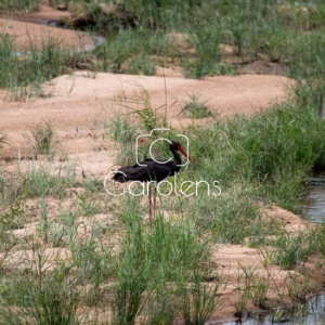 Vogels in Zuid-Afrika