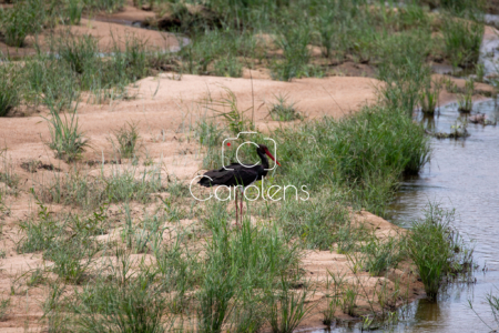 Vogels in Zuid-Afrika