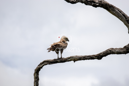 Vogels in Zuid-Afrika