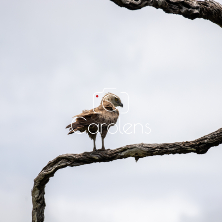 Vogels in Zuid-Afrika