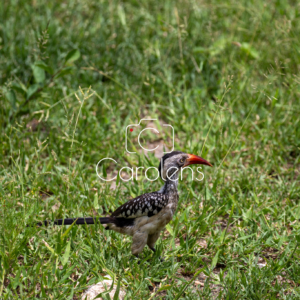 Vogels in Zuid-Afrika