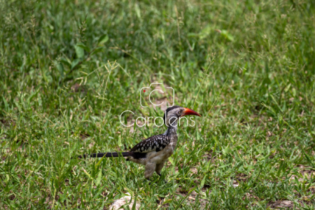 Vogels in Zuid-Afrika