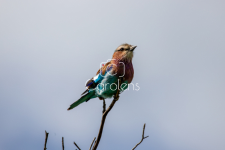 Vogels in Zuid-Afrika