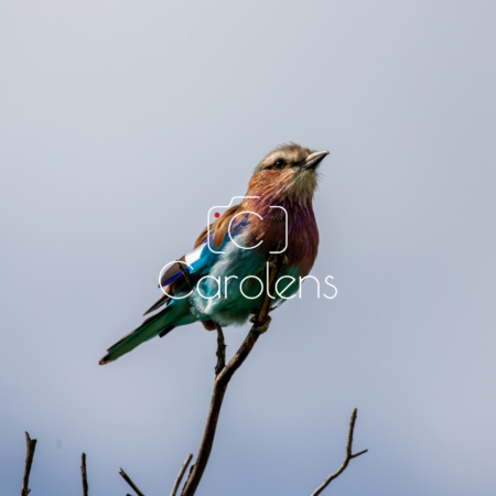 Vogels in Zuid-Afrika