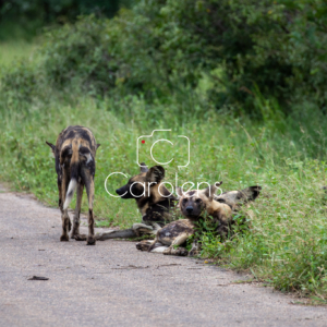 Wilde hond in Zuid-Afrika