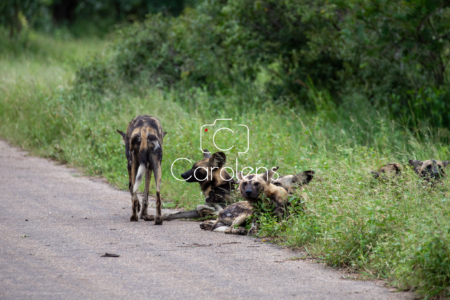 Wilde hond in Zuid-Afrika