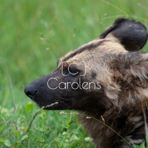 Wilde hond in Zuid-Afrika