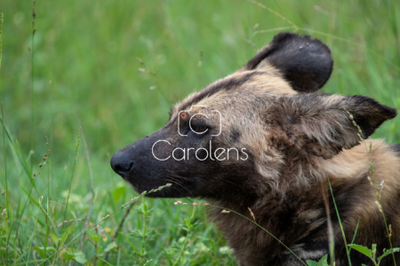 Wilde hond in Zuid-Afrika