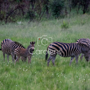 Zebra in Zuid-Afrika