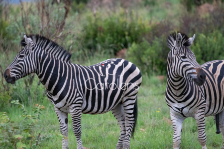 Zebra in Zuid-Afrika