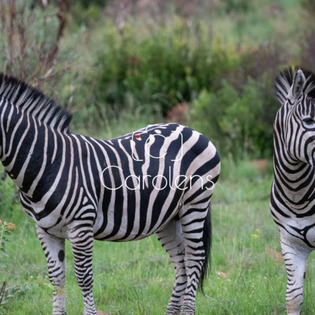 Zebra in Zuid-Afrika