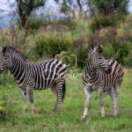 Zebra in Zuid-Afrika