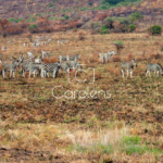 Zebra in Zuid-Afrika