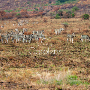 Zebra in Zuid-Afrika