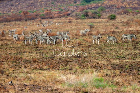 Zebra in Zuid-Afrika